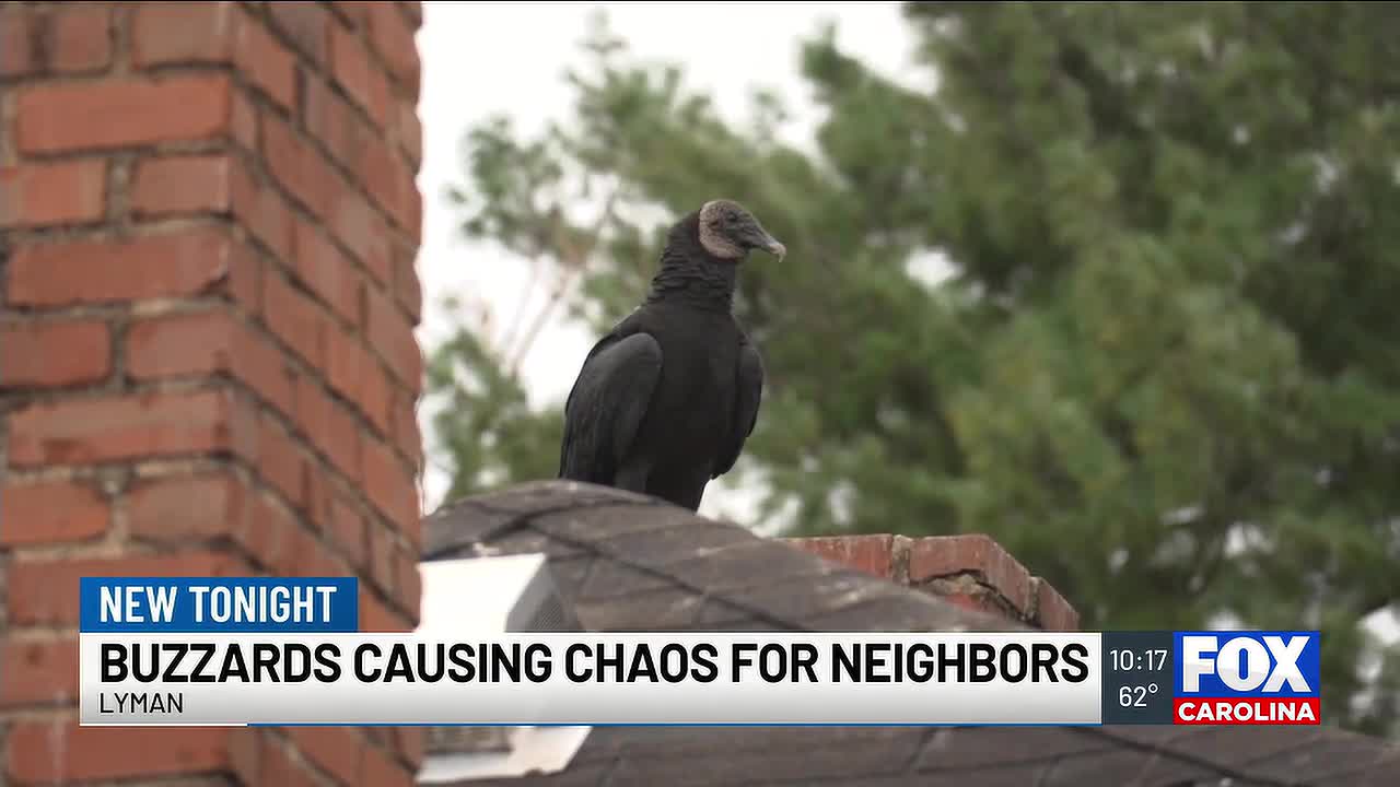 Buzzards Inflict Thousands in Damage in Lyman Neighborhood; Federal Protections Hinder Solutions