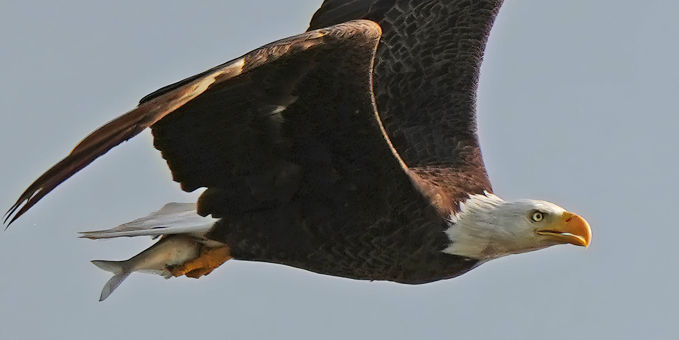 Bald Eagle Population Recovers Dramatically, Heralded as Conservation Triumph