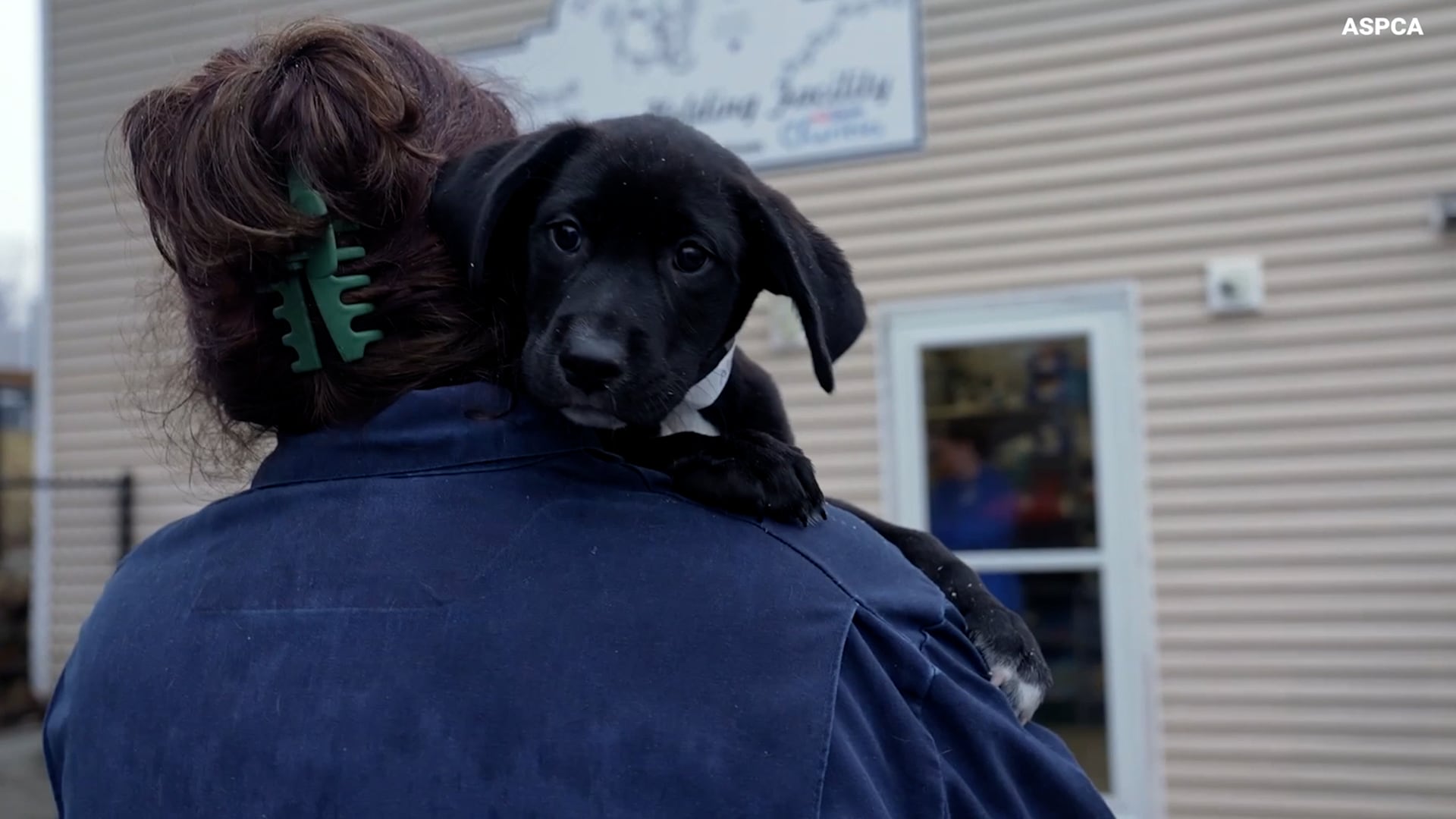 Animal Shelters Face Overwhelm Amid Geographic Mismatch, Relocation Efforts Underway