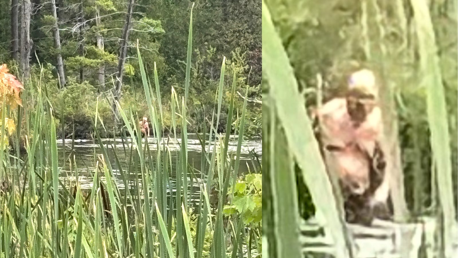 Mysterious Figure in New York Marshland Sparks Bigfoot or Human Debate