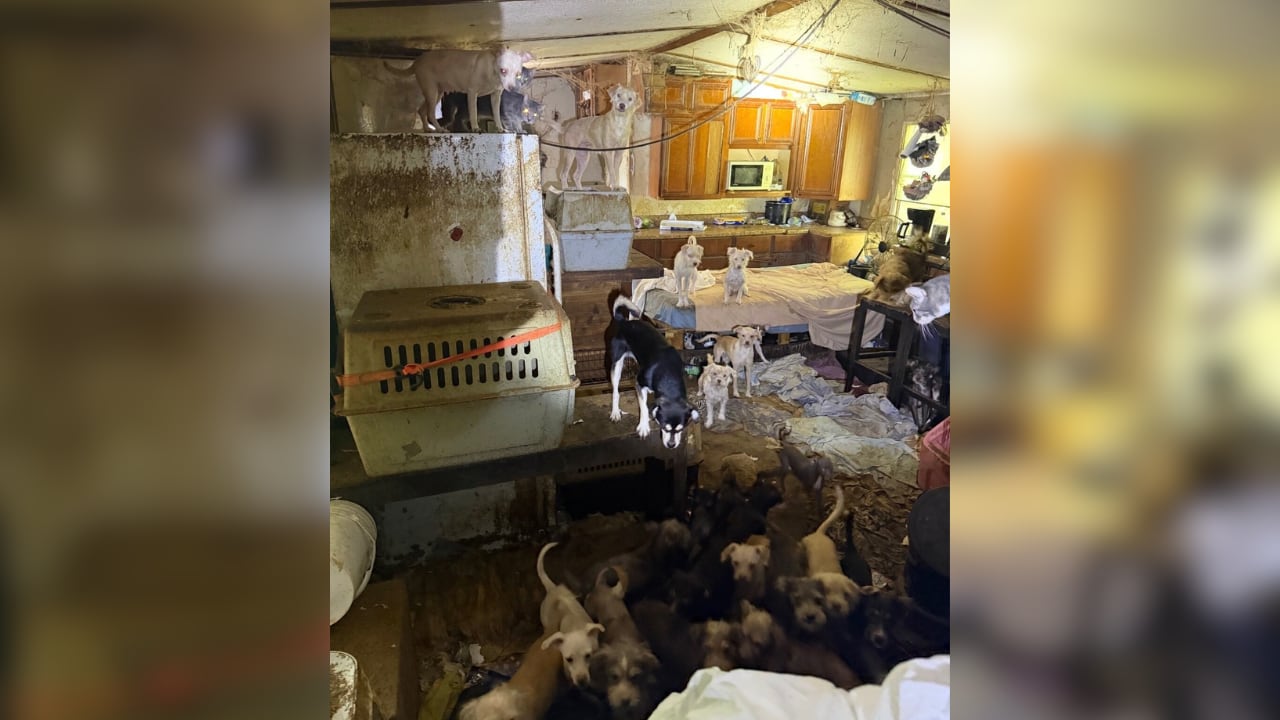 Dozens of Animals Rescued in Lincoln County Hoarding Case; Two Charged
