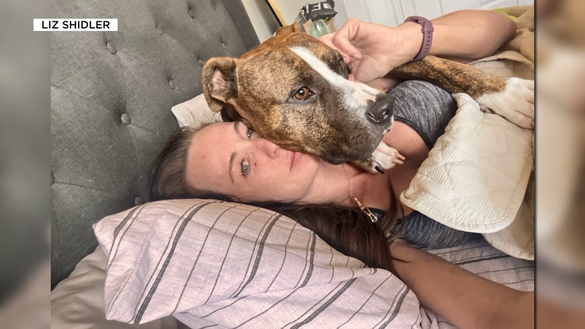 Tempe Dog Foster Suffers Severe Injuries in Backyard Attack
