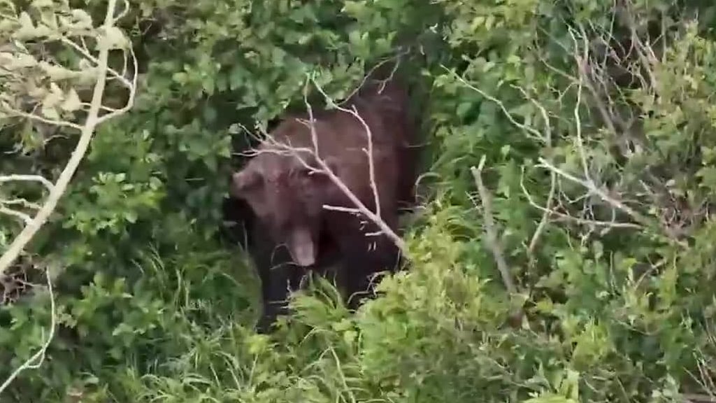 Woman Attacked by Brown Bear on Alaska Trail, Escapes Using Bear Spray