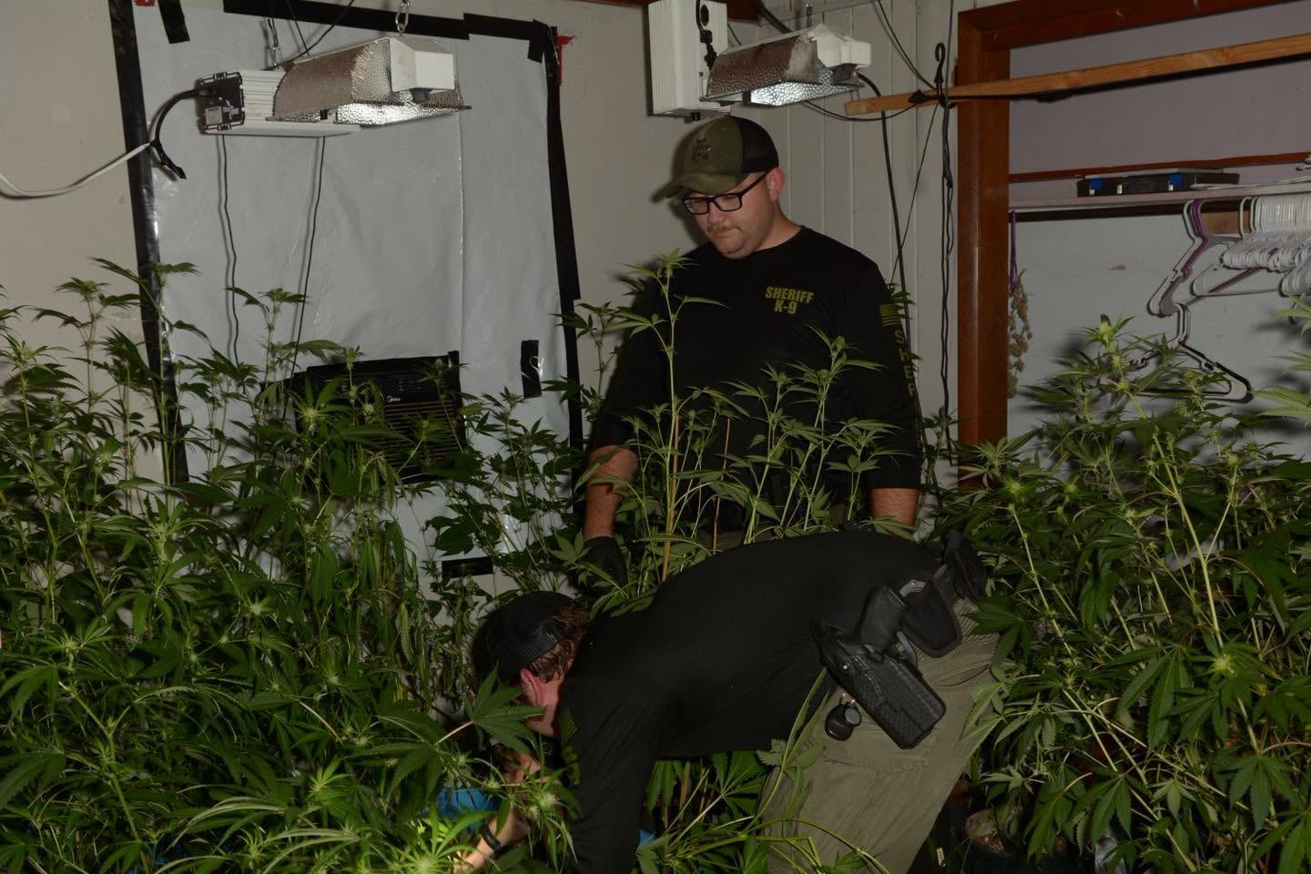 Man Arrested in Huntland Following Discovery of Marijuana Plants