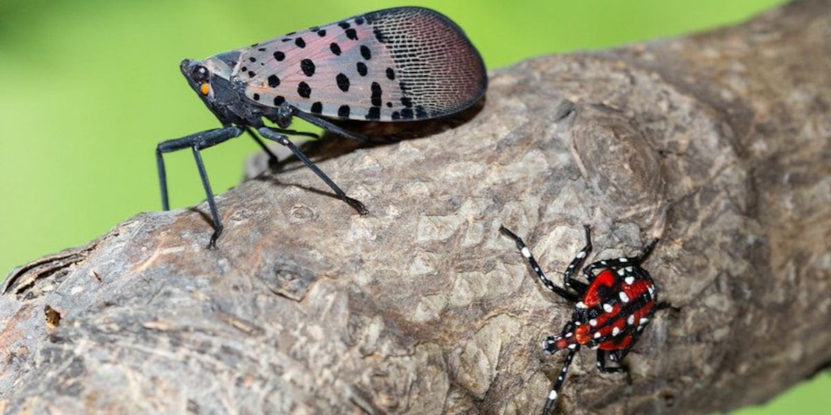 Invasive spotted lanternfly detected in South Carolina