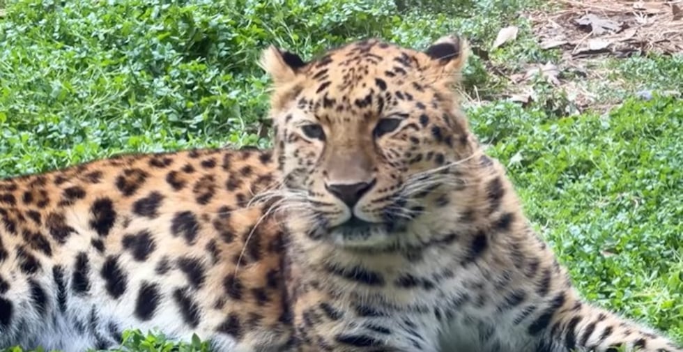 The Greenville Zoo's leopard, Irina, is expecting twins.