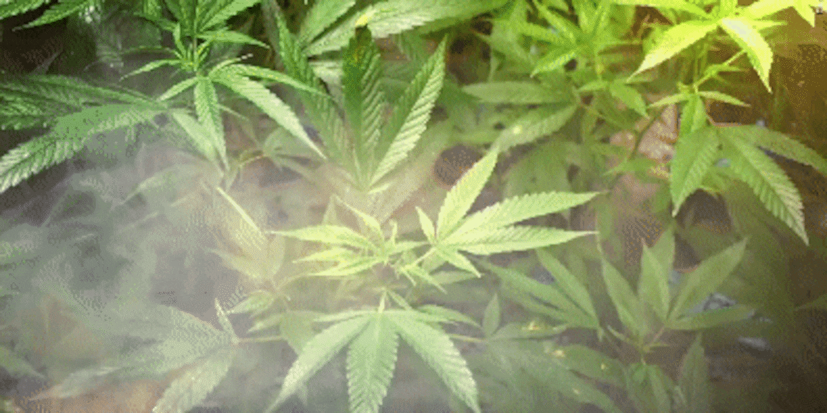 NC Sen. Tillis asks DOJ to investigate Cherokee cannabis operation