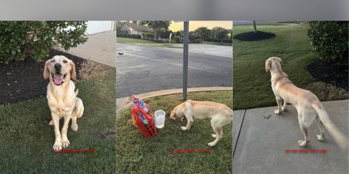 Officials: 2 people caught on camera abandoning dog at Spartanburg intersection