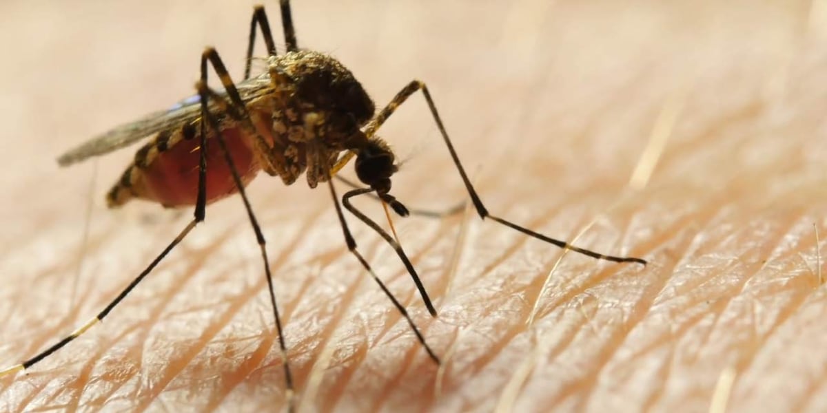 Case of rare, serious viral illness spread by mosquitos confirmed in Upstate
