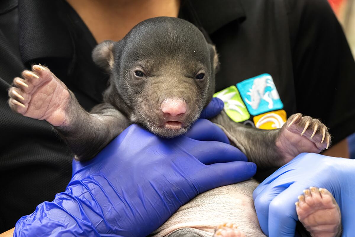 Beiber Sloth Zoo welcomes first sloth bear cubs born there in 26 years