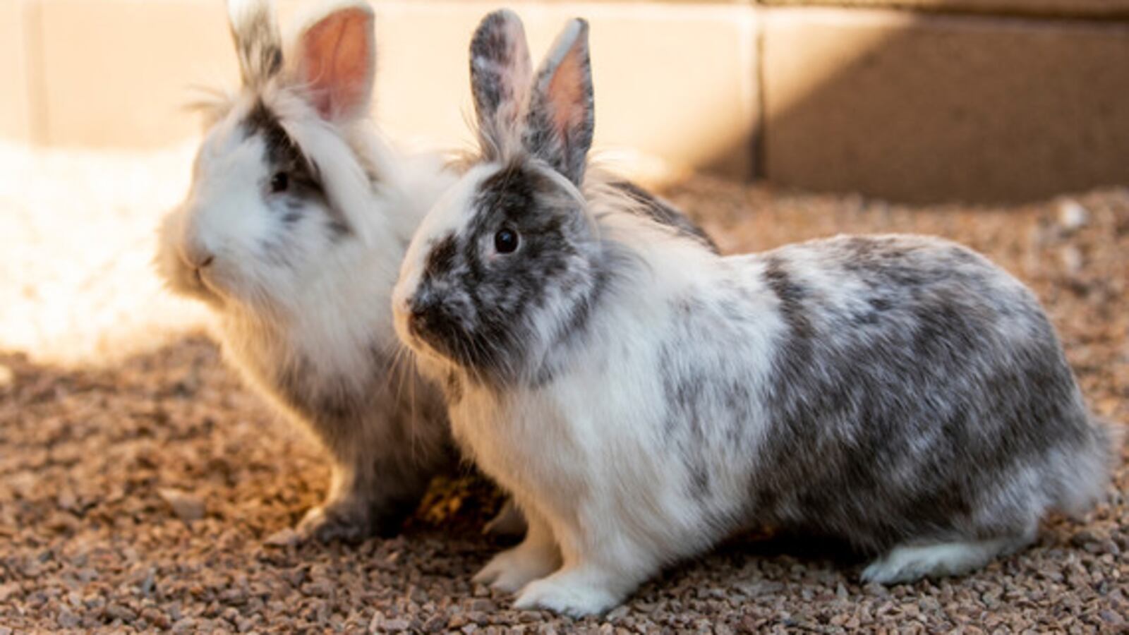 Highly-contagious, deadly rabbit virus found in Greenville County