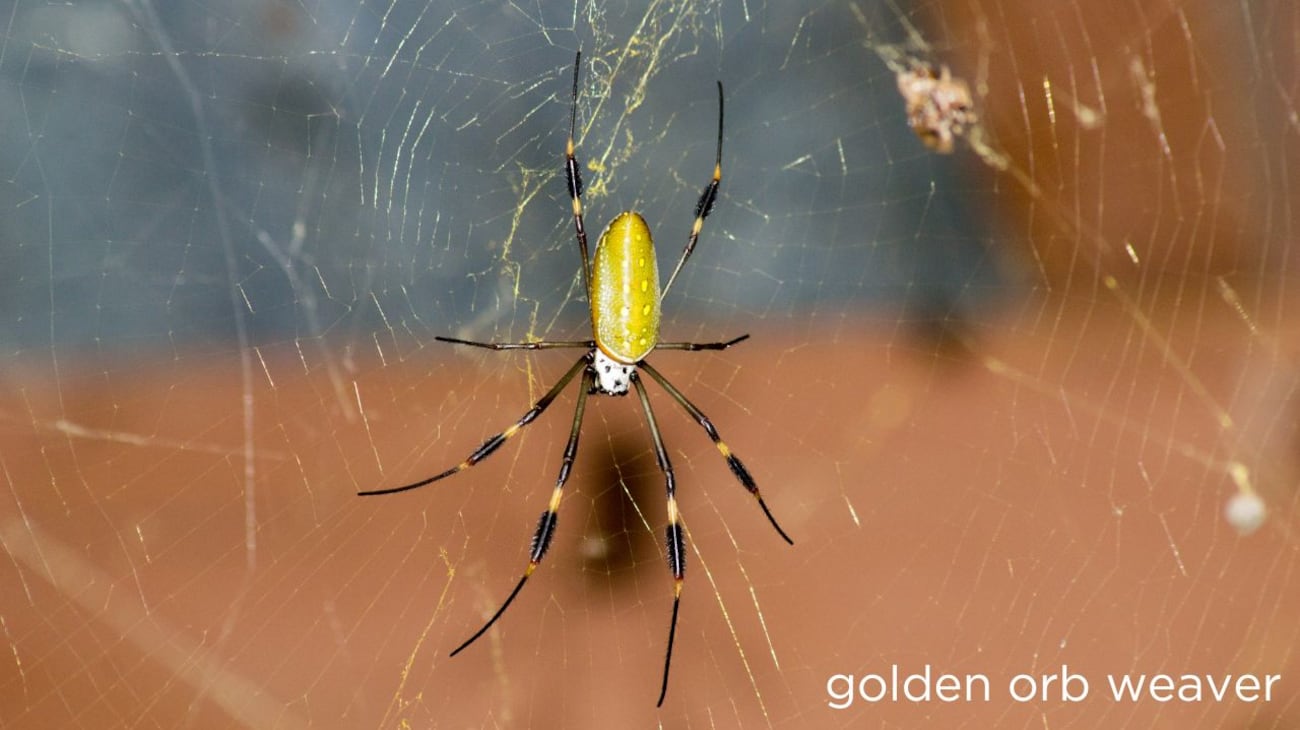 A common mix-up: Identifying Joro spiders