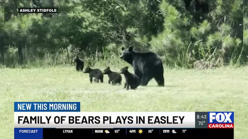 VIDEO: Family of bears spotted in Easley