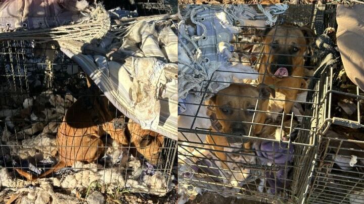 Upstate woman wanted after dogs left chained together in crates outside
