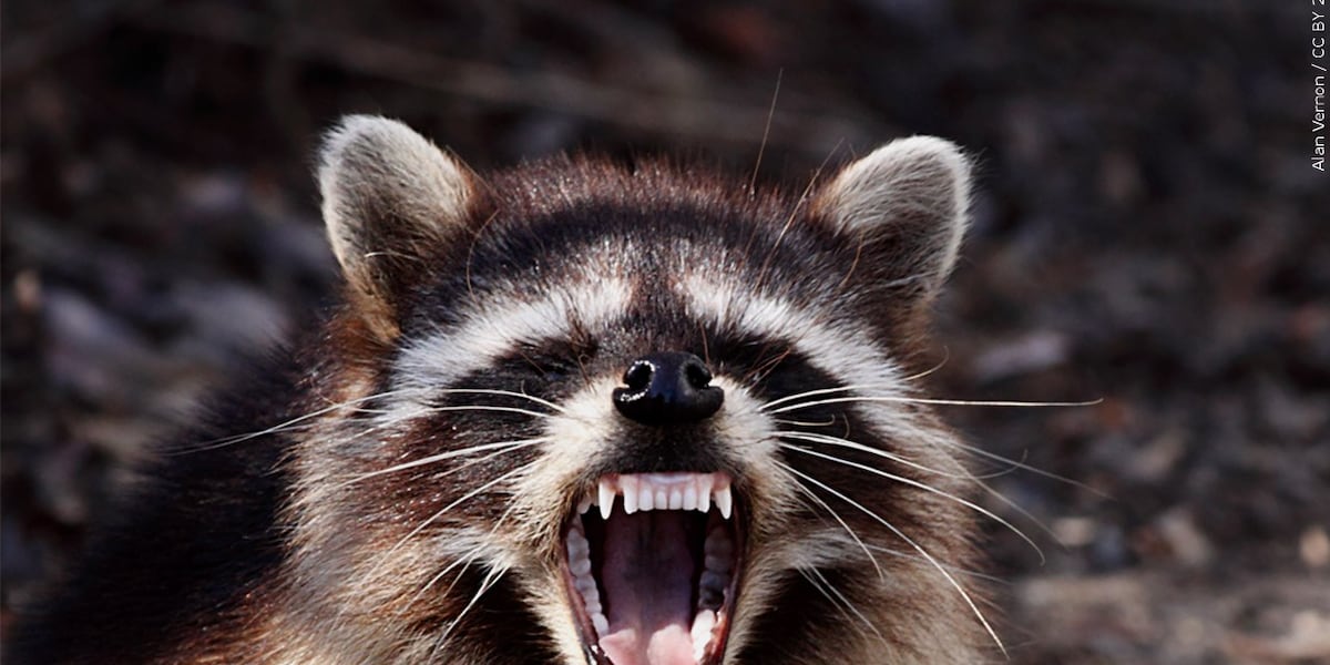Timothy Raccon Rabid raccoon confirmed in Anderson County