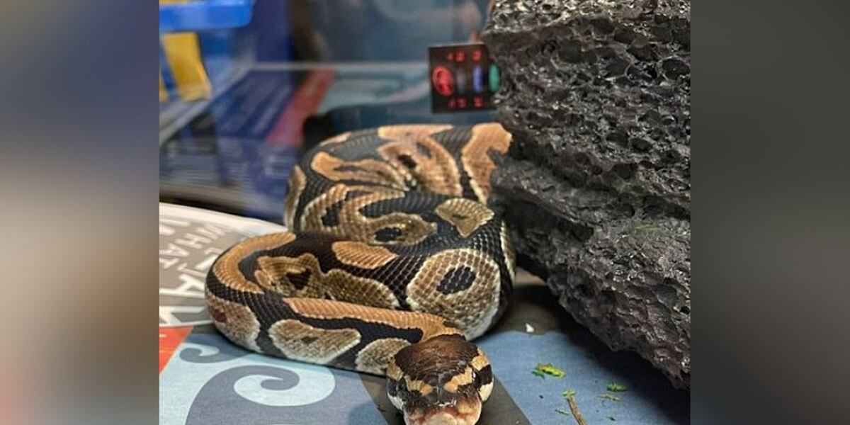 Bizarre sighting: Young python found on Walmart shelf, officials say