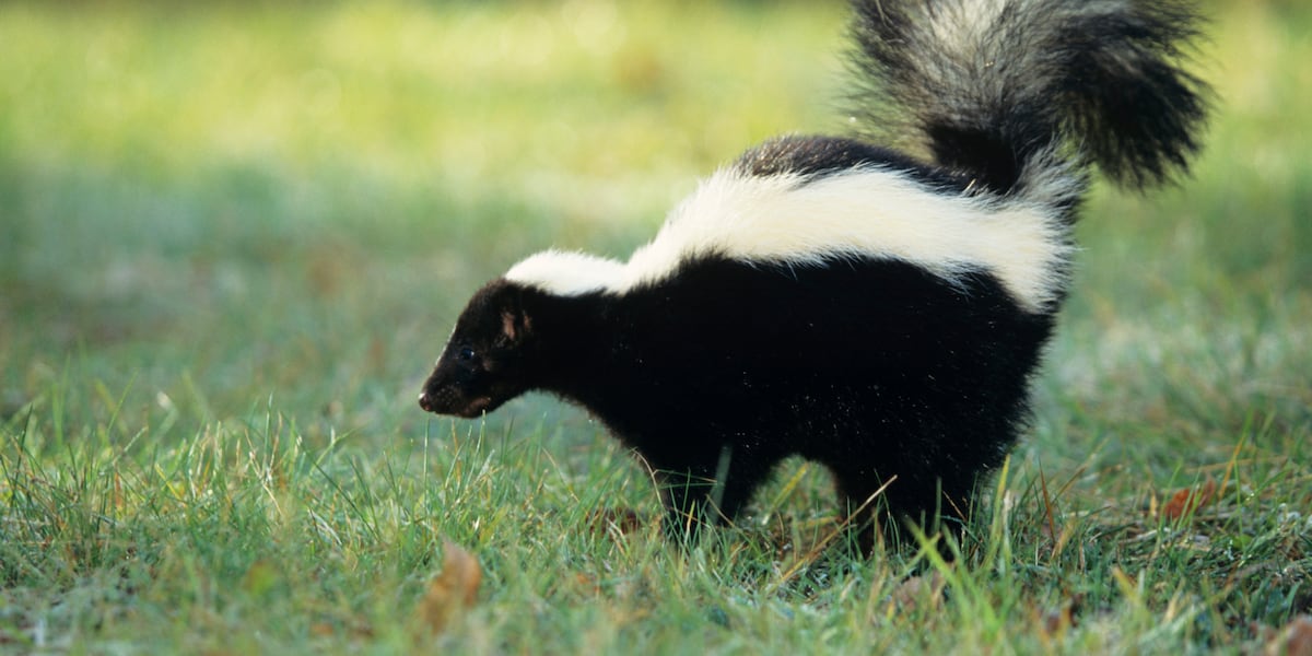 Rabid Animals Found in Four South Carolina Counties; Multiple Pets Exposed