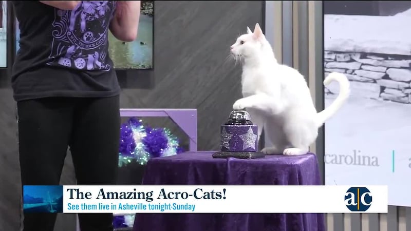 Samantha Martin shares the origin story of the Amazing Acro-Cats, and the talented kitties...