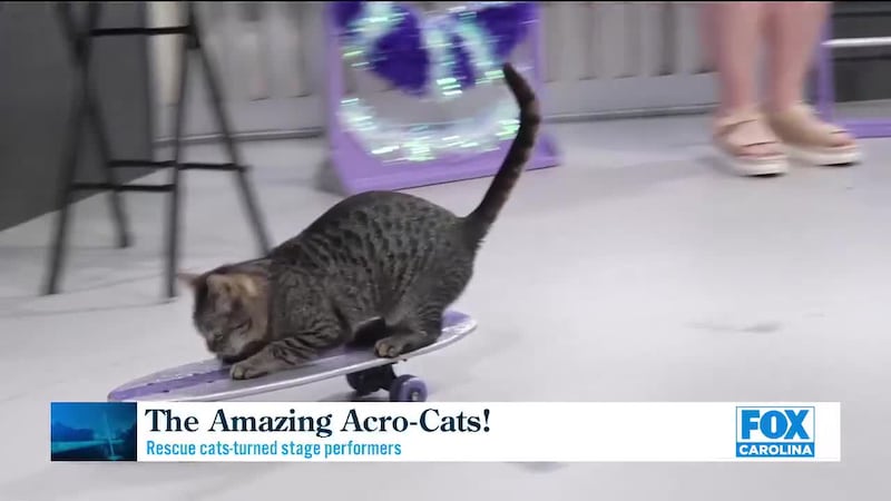 Rock Cats Rescue present the Amazing Acro-Cats at Diana Wortham Theatre in Asheville June...