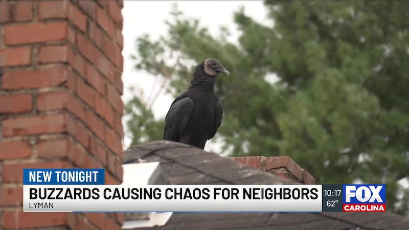 Neighbors say the buzzards are coming from the old mill property, which is owned by the town...