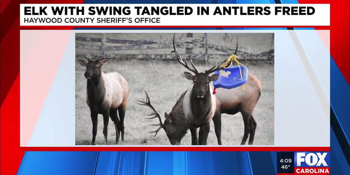 NC Wildlife removes child’s swing entangled in elk’s antlers